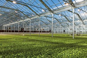 BrightFarms has been growing 125 tons of produce a year at its Pennsylvania greenhouse, using the latest in hydroculture technology. (Photo by Bud Glick)