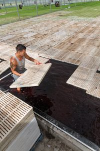A farmer places seedling-filled boards in the greenhouse's 15-inch-deep hydroponic pool. (Photo by Bud Glick)