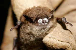 A little brown bat; with WNS. Photo courtesy Ryan von Linden/New York Department of Environmental Conservation