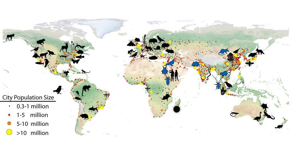 In “Evolution of Life in Urban Environments," Munshi-South and Johnson show how the study of urban evolution has been documented in cities all across the globe. In this accompanying map, blue silhouettes represent the approximate regions of origin of species that have adapted to humans since ancient times. Black silhouettes represent locations where urban evolution of species have been studied.