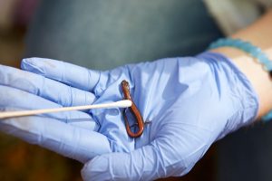 A red-backed salamander gets swabbed with a q-tip as part of an effort to map out its microbiome. 