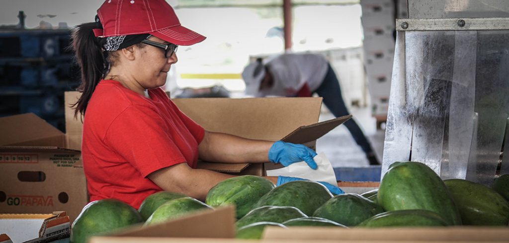 Papaya Farm Employee packs the fruit