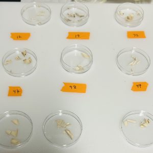 Small egg shells in Petri dishes